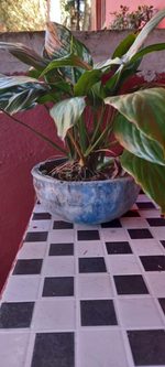 Step 4 Gallery image 1